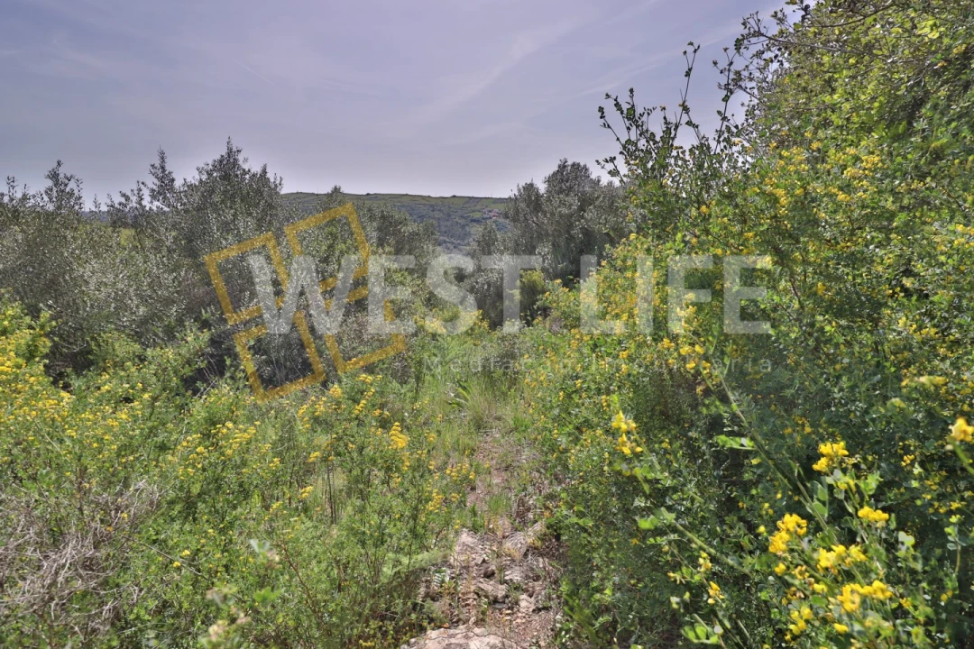 Terreno Agricola ou Rústico para Venda em Igreja Nova e Cheleiros Foto 13