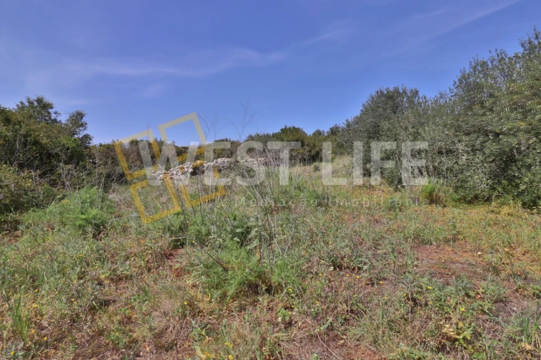 Terreno Agricola ou Rústico para Venda em Igreja Nova e Cheleiros Foto 11