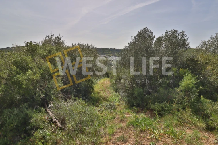 Terreno Agricola ou Rústico para Venda em Igreja Nova e Cheleiros Foto 17
