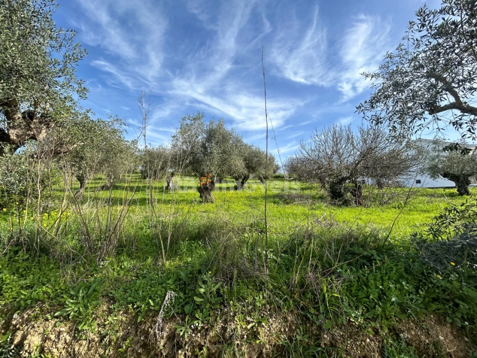 Terreno para Venda em Assentiz Foto 12