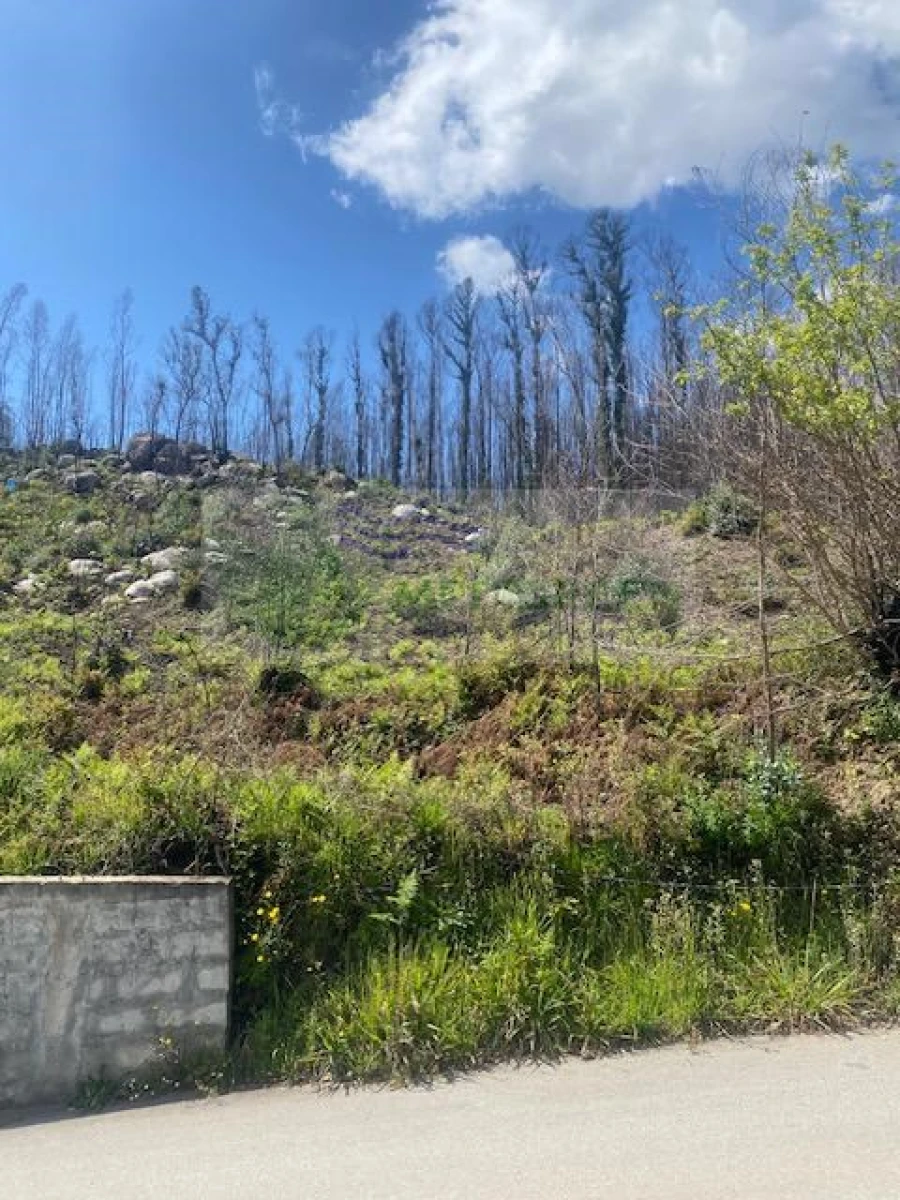 Terreno para Venda em Pessegueiro do Vouga