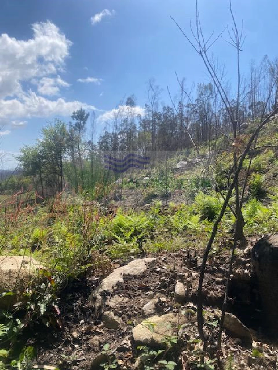 Terreno para Venda em Pessegueiro do Vouga Foto 6