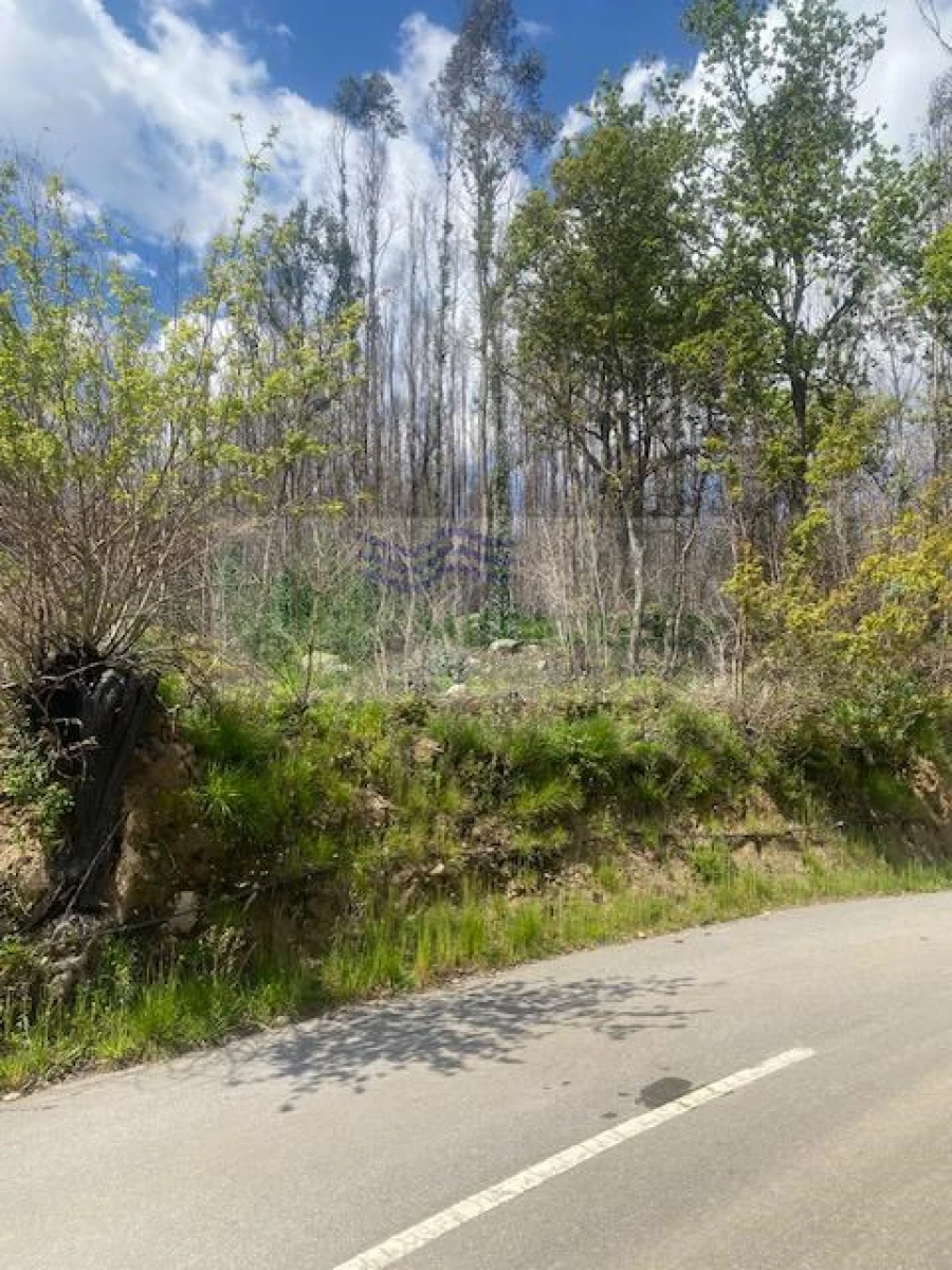 Terreno para Venda em Pessegueiro do Vouga Foto 10