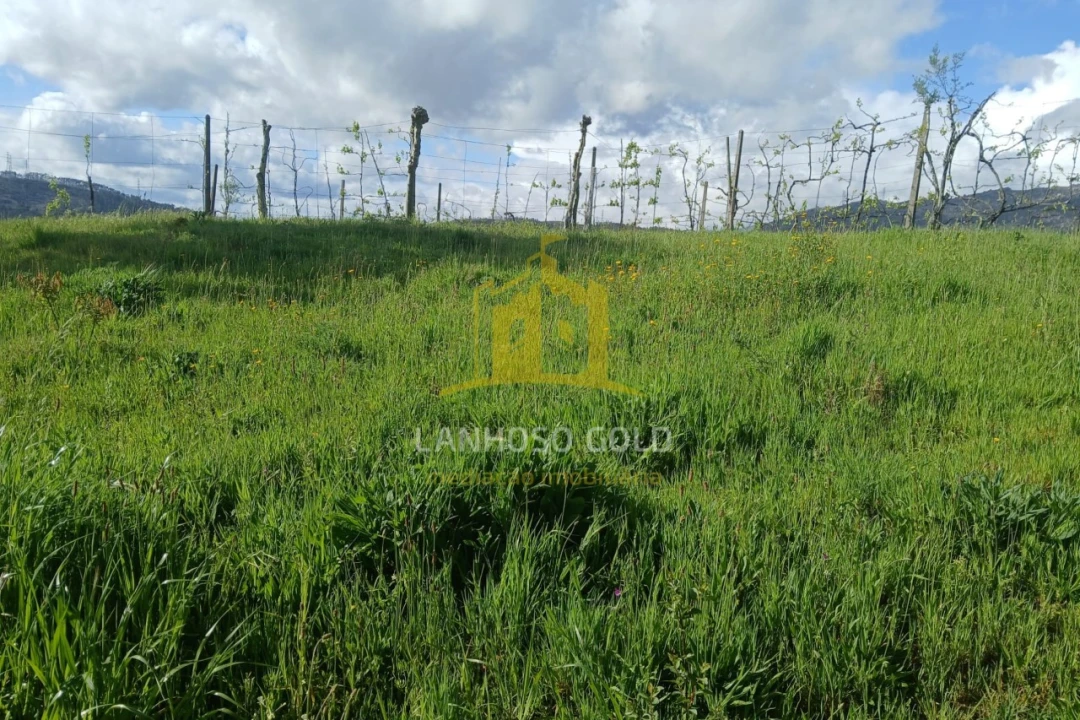 Terreno Agricola ou Rústico para Venda em Calvos e Frades Foto 4