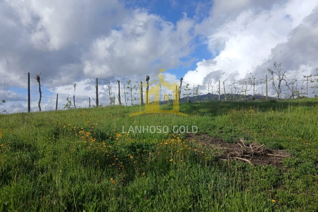 Terreno Agricola ou Rústico para Venda em Calvos e Frades Foto 9