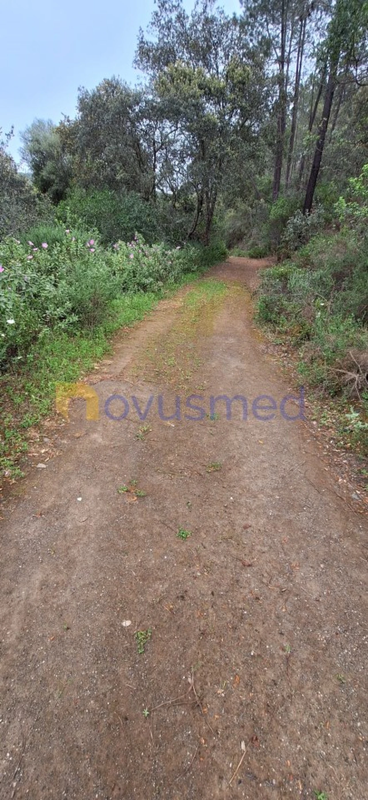 Terreno Agricola ou Rústico para Venda em Querença, Tôr e Benafim Foto 13