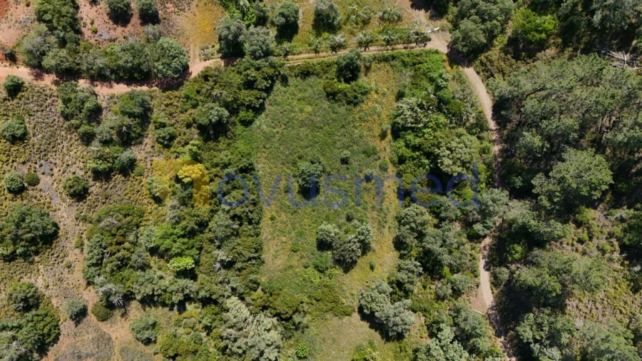 Terreno Agricola ou Rústico para Venda em Querença, Tôr e Benafim Foto 2