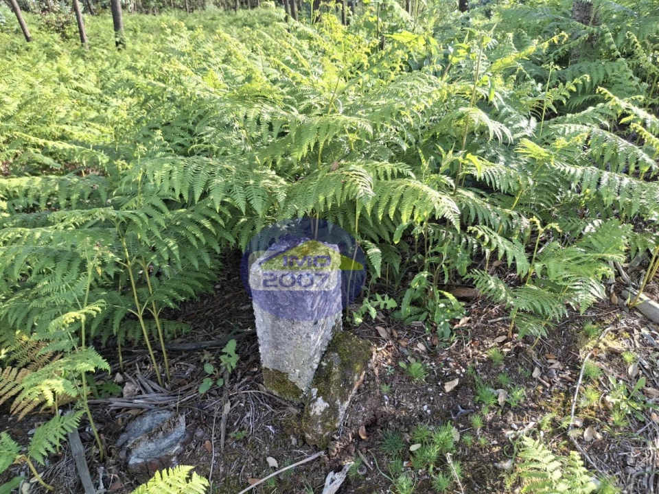 Terreno Agricola ou Rústico para Venda em São João de Ver Foto 12