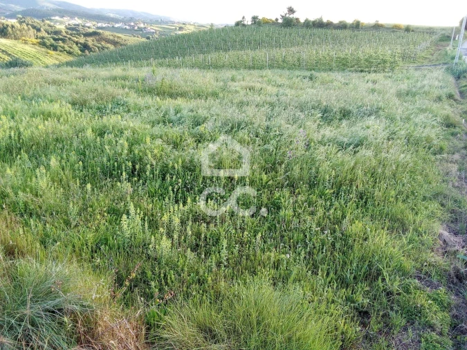 Terreno para Venda em Lamas e Cercal Foto 4