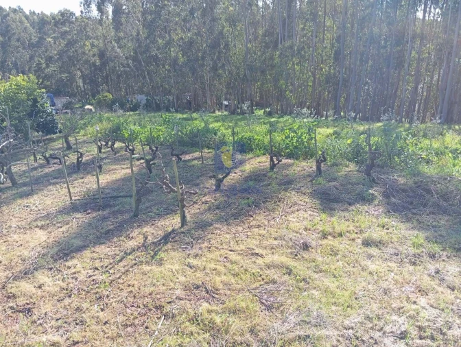 Terreno para Venda em Alvorninha Foto 4