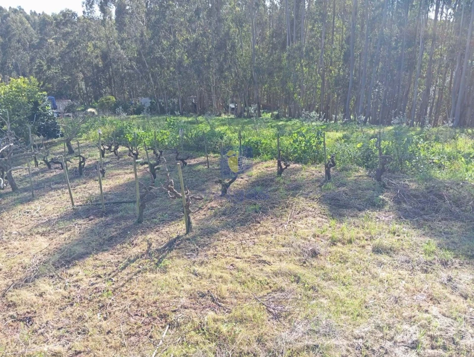 Terreno para Venda em Alvorninha Foto 4