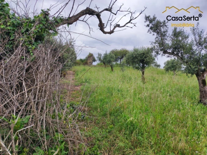 Terreno para Venda em Cernache do Bonjardim, Nesperal e Palhais Foto 3