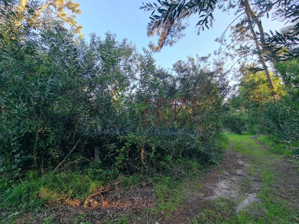 Terreno para Venda em Apúlia e Fão Foto 7