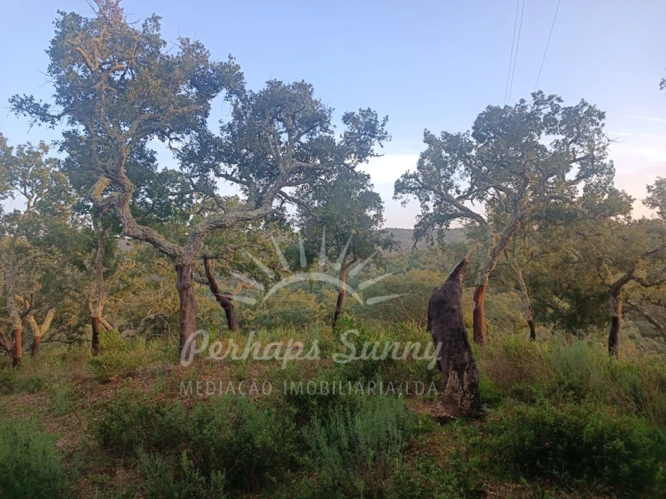 Terreno Misto para Venda em Grândola e Santa Margarida da Serra Foto 9
