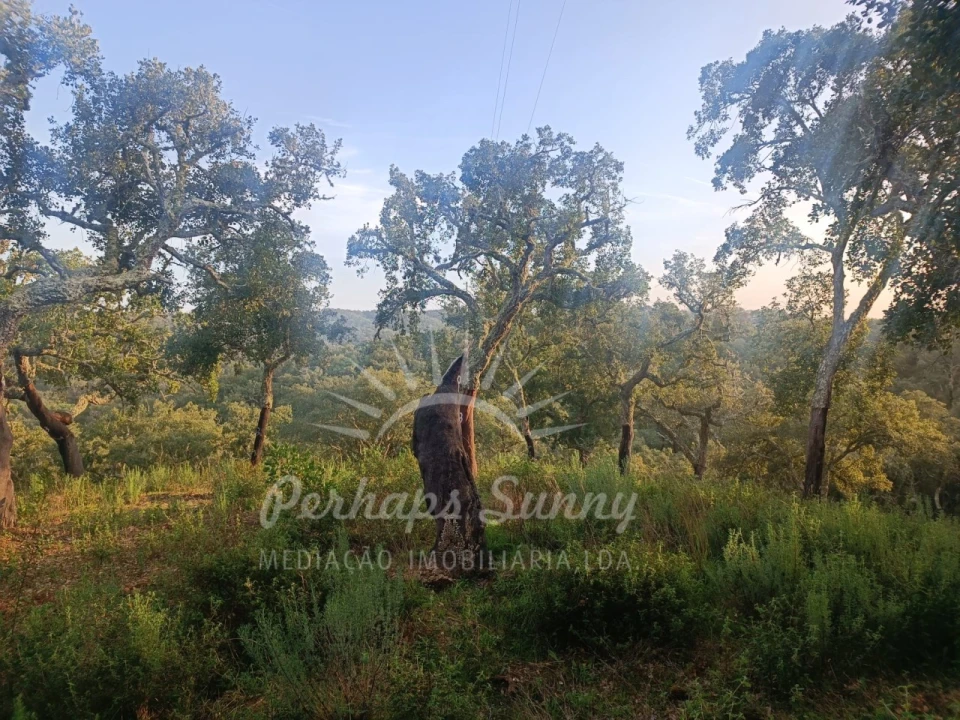Terreno Misto para Venda em Grândola e Santa Margarida da Serra Foto 10