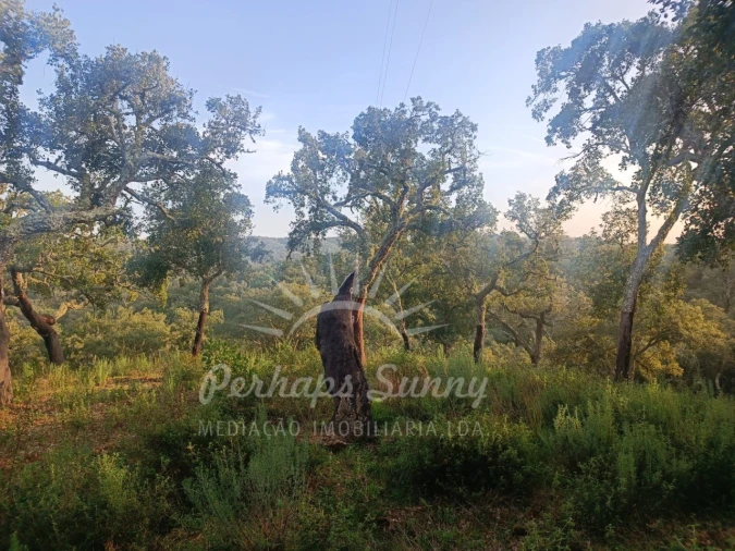 Terreno Misto para Venda em Grândola e Santa Margarida da Serra Foto 10