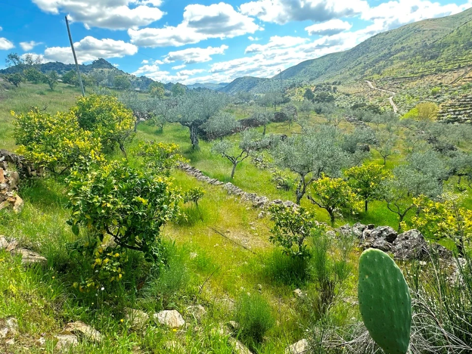 Terreno Agricola ou Rústico para Venda em Freixo de Espada a Cinta e Mazouco Foto 9