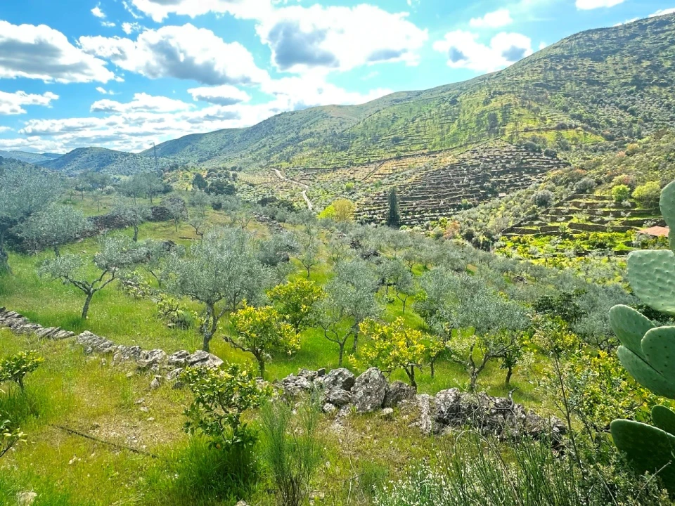 Terreno Agricola ou Rústico para Venda em Freixo de Espada a Cinta e Mazouco Foto 10