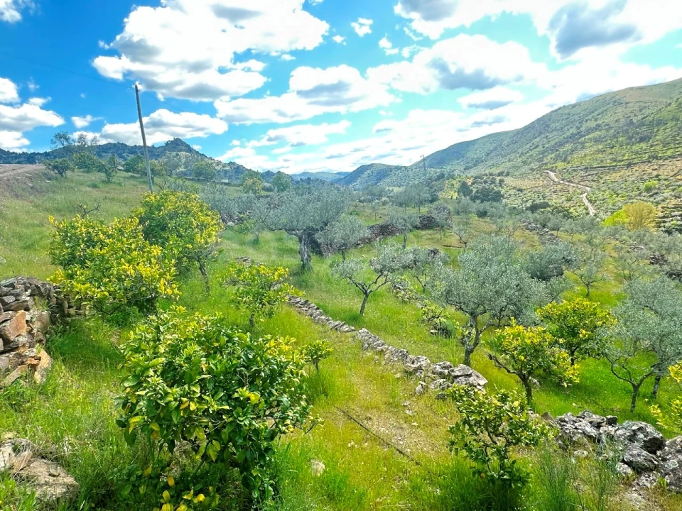 Terreno Agricola ou Rústico para Venda em Freixo de Espada a Cinta e Mazouco Foto 11