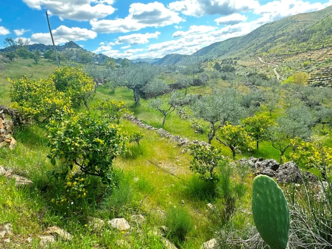 Terreno Agricola ou Rústico para Venda em Freixo de Espada a Cinta e Mazouco Foto 9