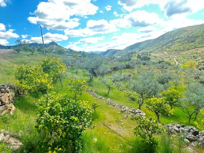 Terreno Agricola ou Rústico para Venda em Freixo de Espada a Cinta e Mazouco Foto 11
