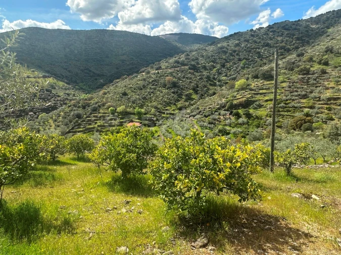 Terreno Agricola ou Rústico para Venda em Freixo de Espada a Cinta e Mazouco Foto 15