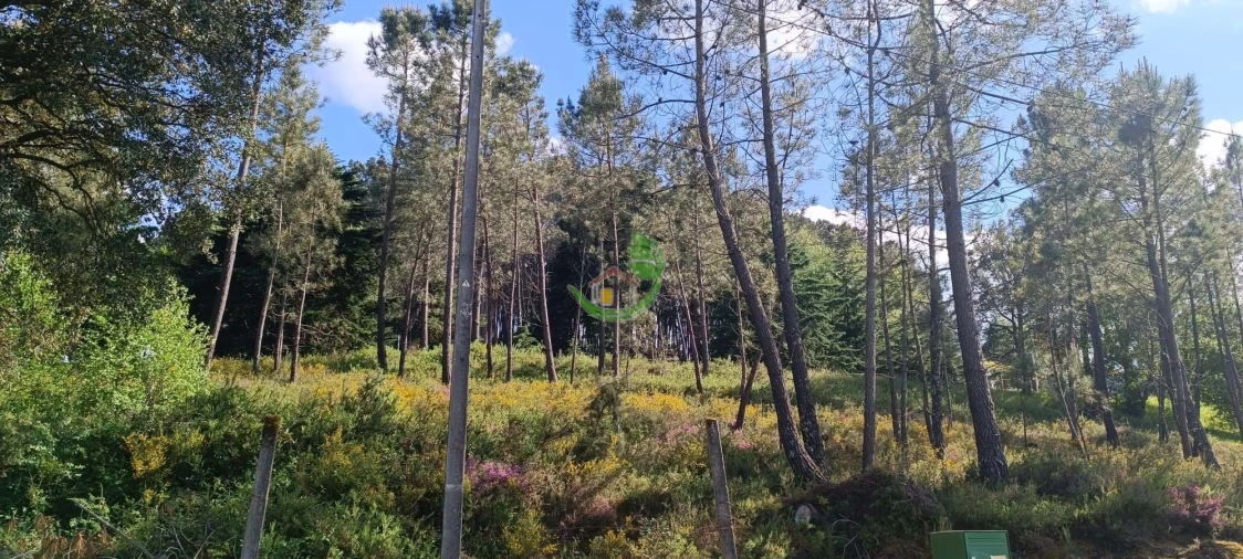 Terreno para Venda em Lindoso Foto 10