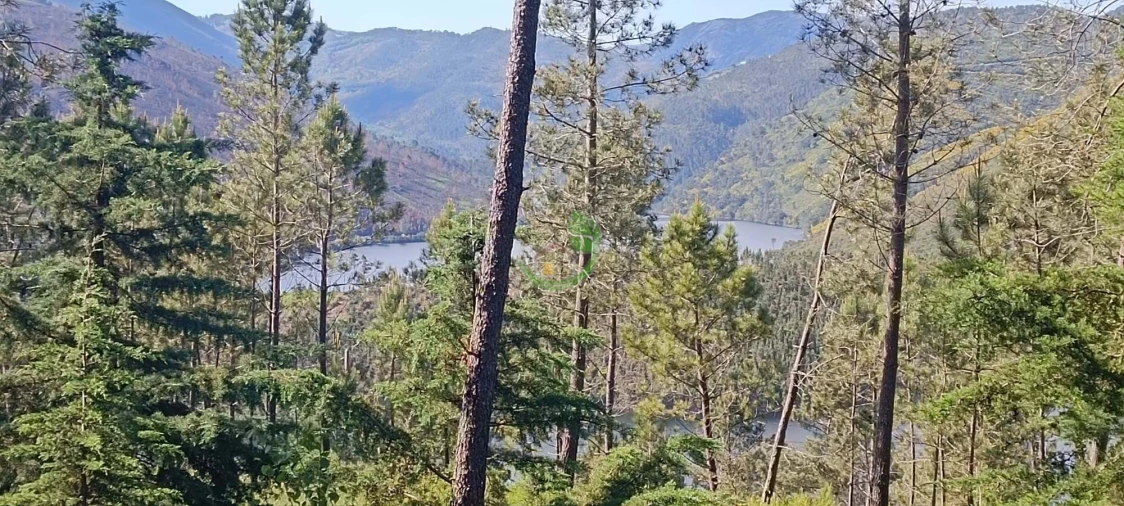 Terreno para Venda em Lindoso Foto 7