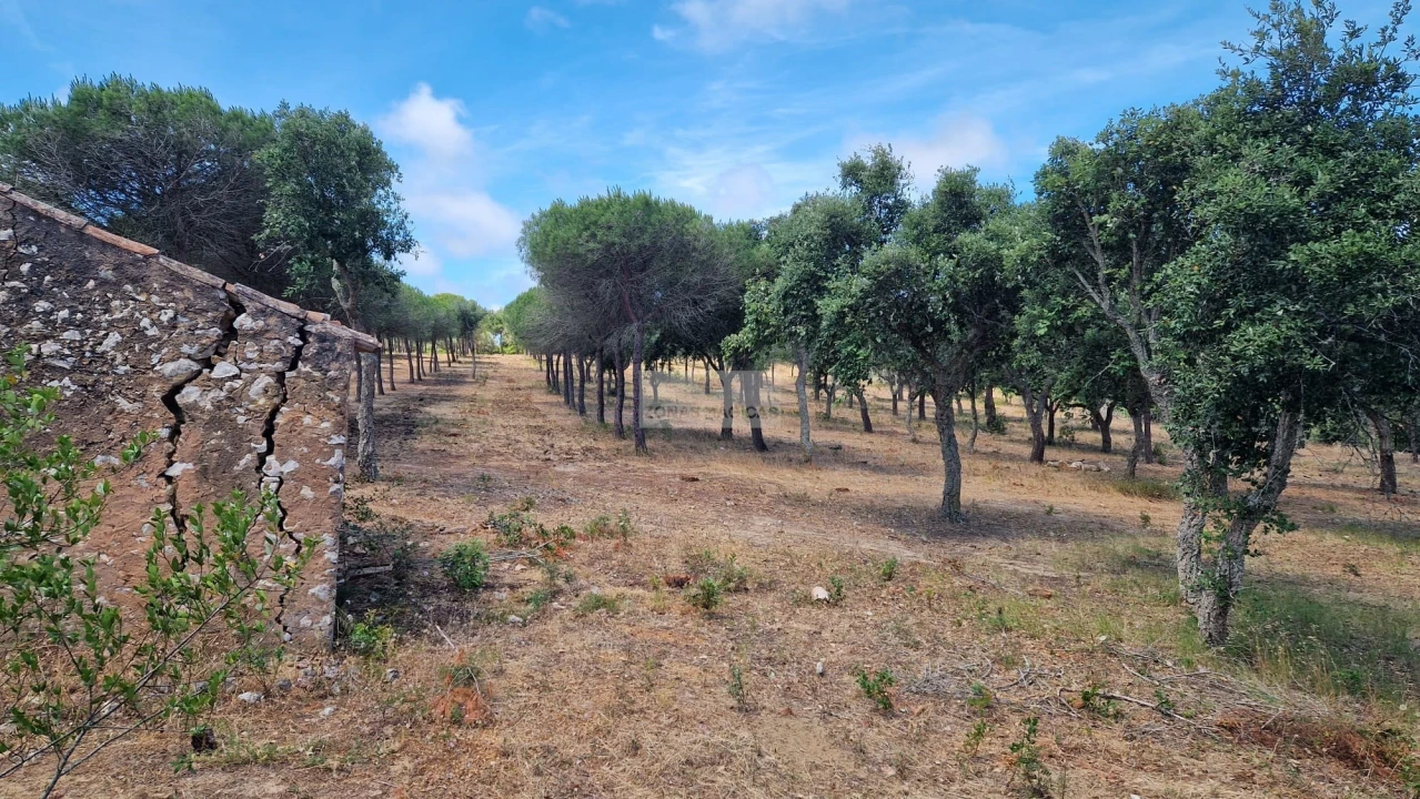 Terreno para Venda em Barão de São Miguel Foto 10