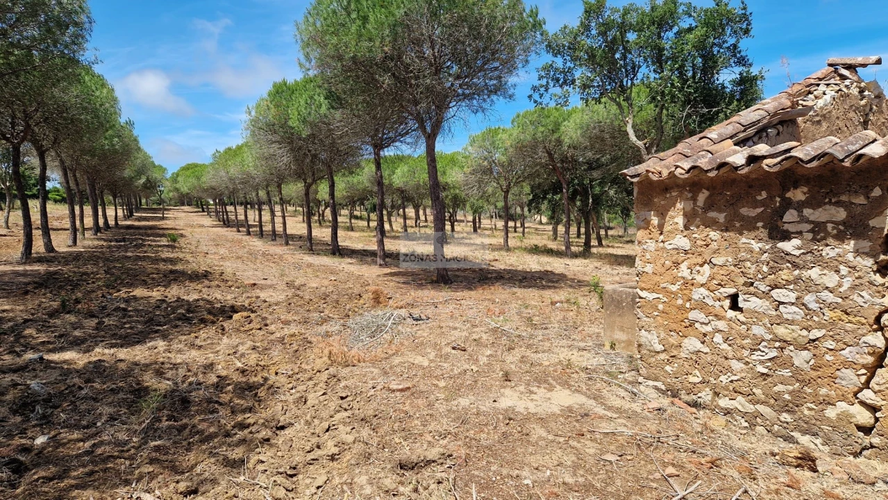 Terreno para Venda em Barão de São Miguel Foto 9