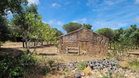 Terreno para Venda em Barão de São Miguel