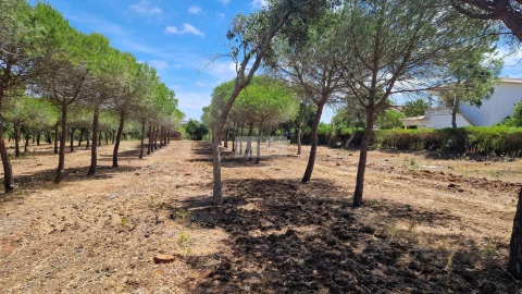 Terreno para Venda em Barão de São Miguel