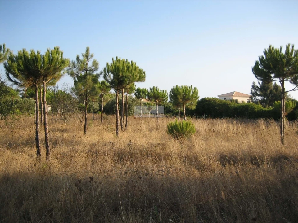 Terreno para Venda em Barão de São Miguel Foto 4