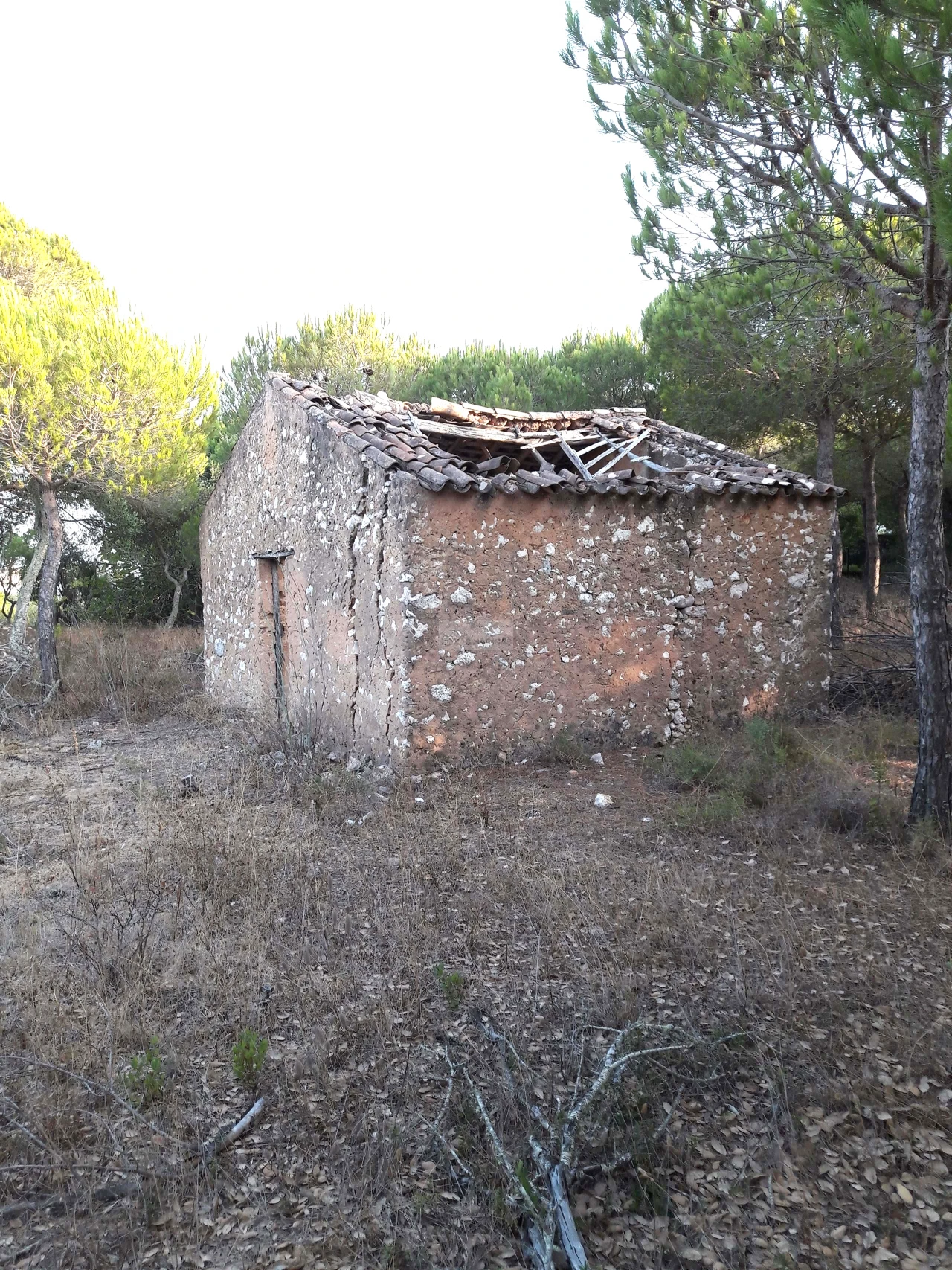 Terreno para Venda em Barão de São Miguel Foto 1