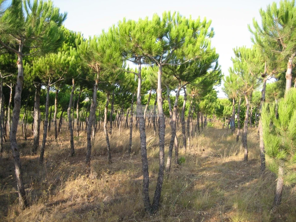 Terreno para Venda em Barão de São Miguel Foto 3