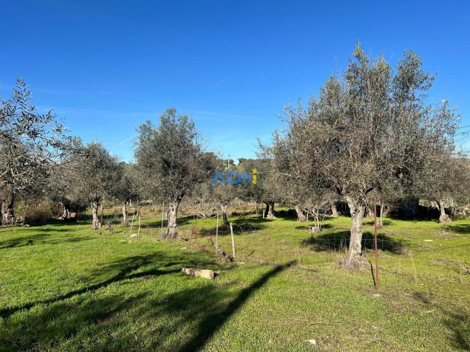 Terreno para Venda em Castelo Branco Foto 3