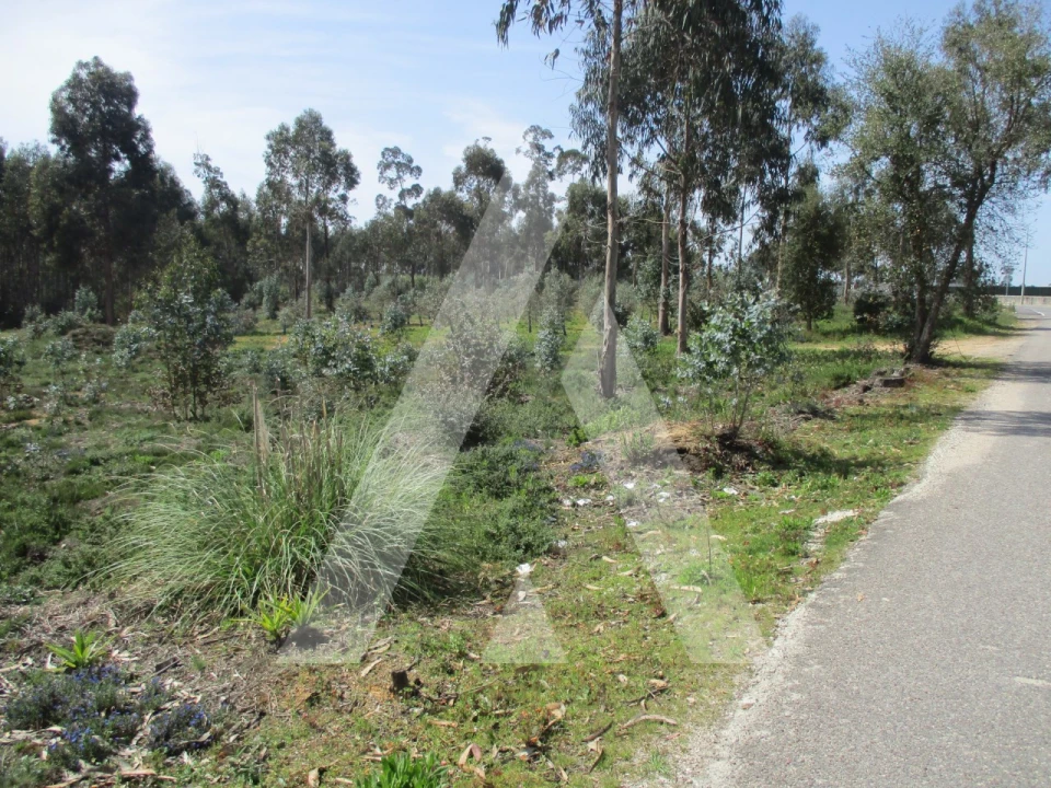 Terreno para Venda em Bustos, Troviscal e Mamarrosa Foto 2