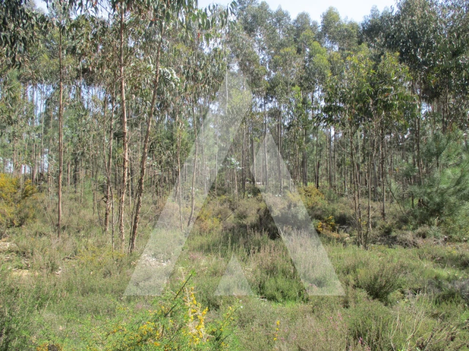Terreno para Venda em Bustos, Troviscal e Mamarrosa Foto 4