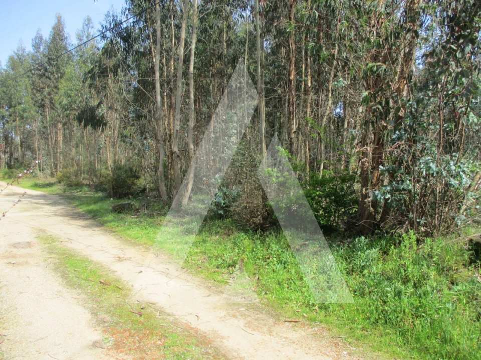 Terreno para Venda em Bustos, Troviscal e Mamarrosa Foto 6