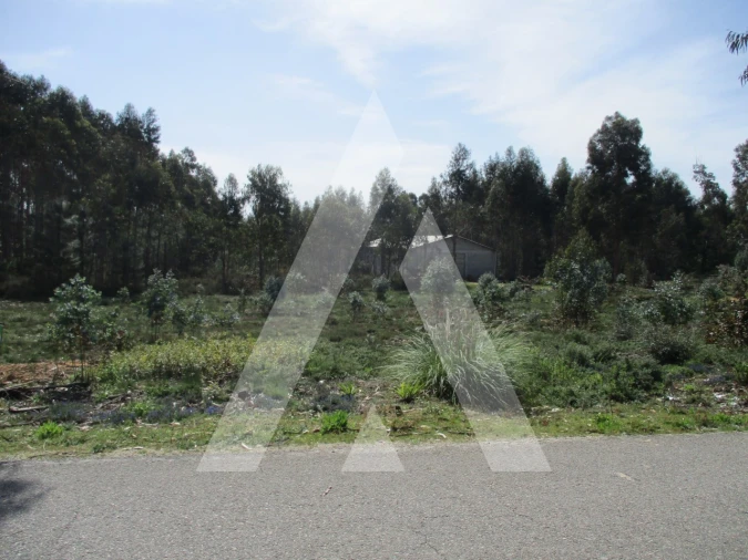 Terreno para Venda em Bustos, Troviscal e Mamarrosa