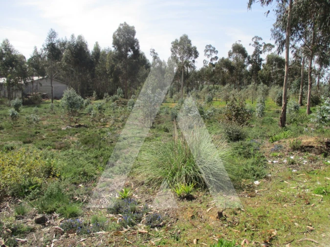 Terreno para Venda em Bustos, Troviscal e Mamarrosa Foto 3