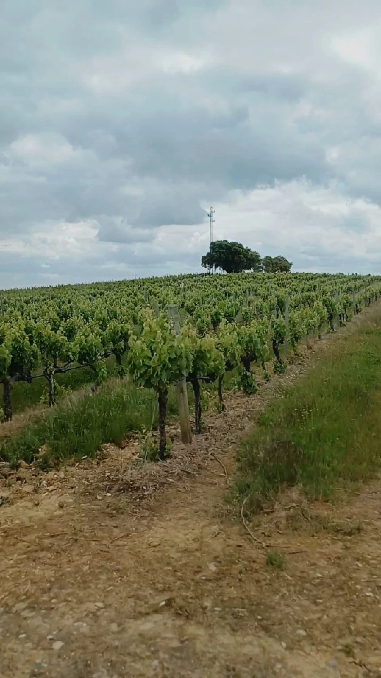 Quinta para Venda em Borba (Matriz) Foto 24