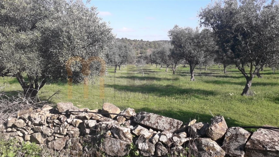 Quinta para Venda em São Miguel do Pinheiro, São Pedro de Solis, São Sebastião dos Carros Foto 3
