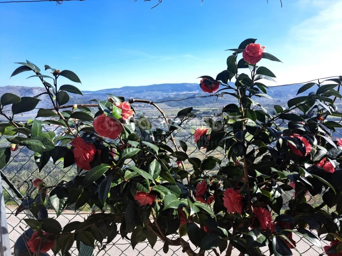 Moradia T4 para Venda em Horta da Vilariça Foto 21