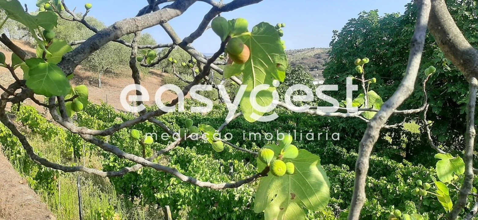 Quinta T2 para Venda em Torre de Moncorvo Foto 22