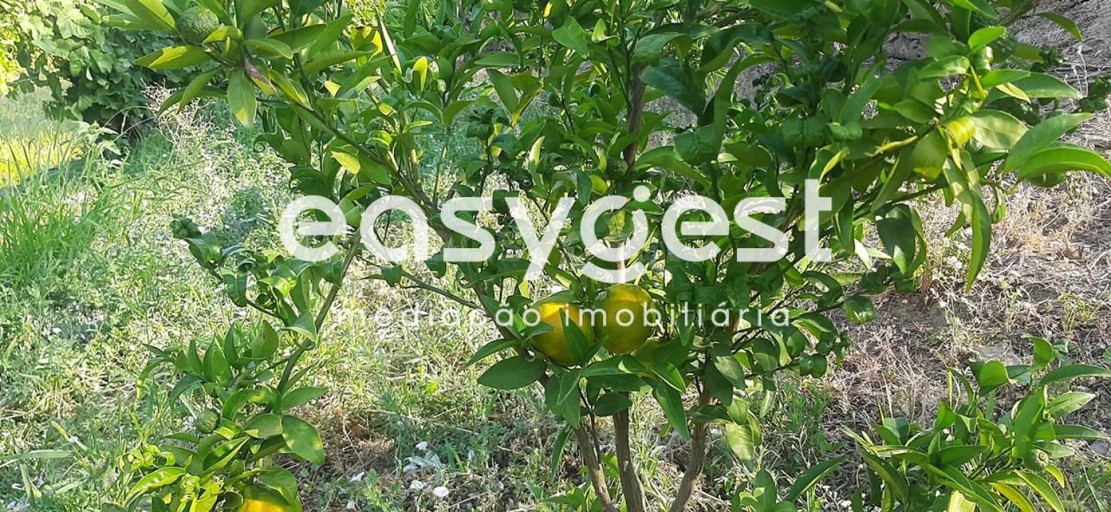 Quinta T2 para Venda em Torre de Moncorvo Foto 25