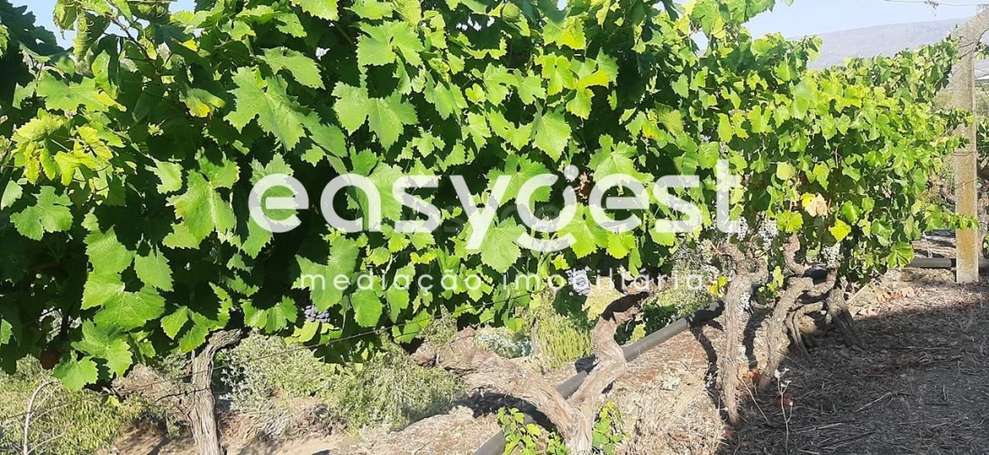 Quinta T2 para Venda em Torre de Moncorvo Foto 21