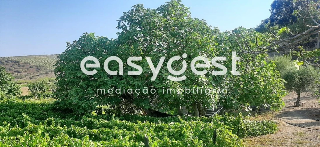 Quinta T2 para Venda em Torre de Moncorvo Foto 26