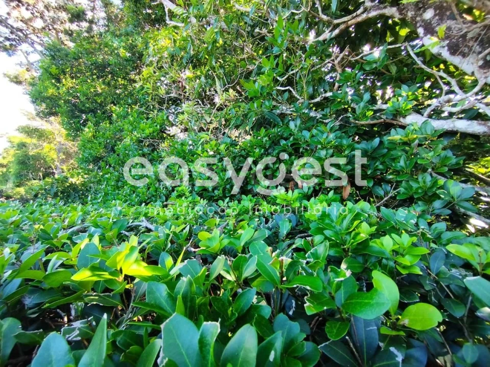 Terreno Agricola ou Rústico para Venda em Bandeiras Foto 21