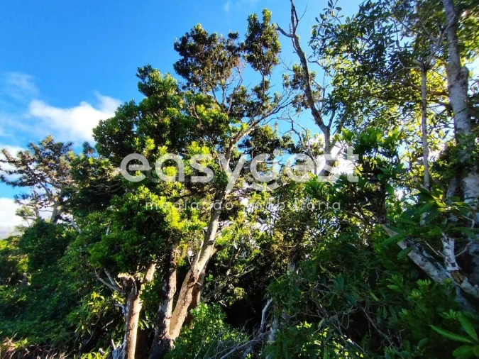Terreno Agricola ou Rústico para Venda em Bandeiras Foto 20